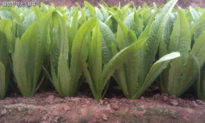 油麦菜种植视频，新手怎么种才高产？-图1