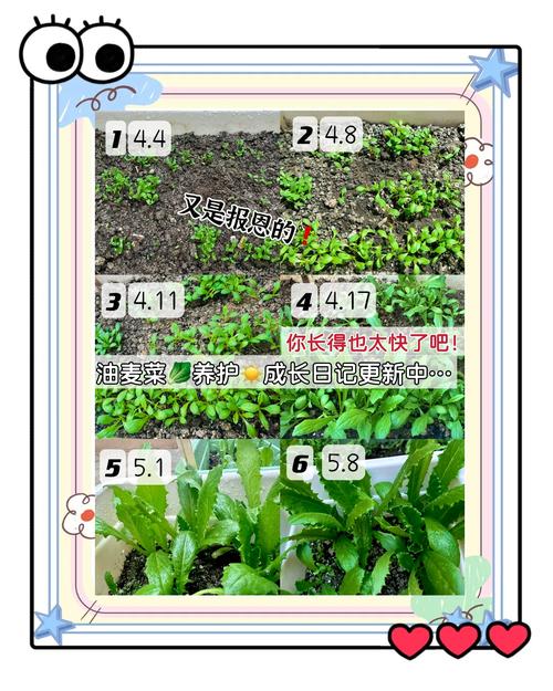 油麦菜种植视频，新手怎么种才高产？-图2