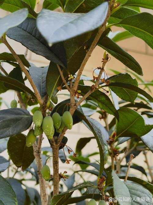 结果的桂花是什么品种-图3