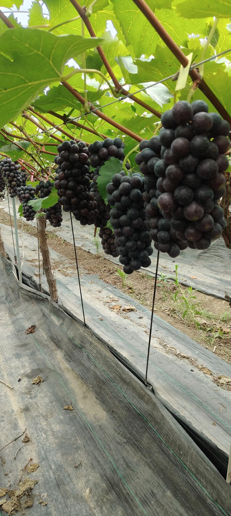 北京夏黑葡萄种植技术要点有哪些？-图1
