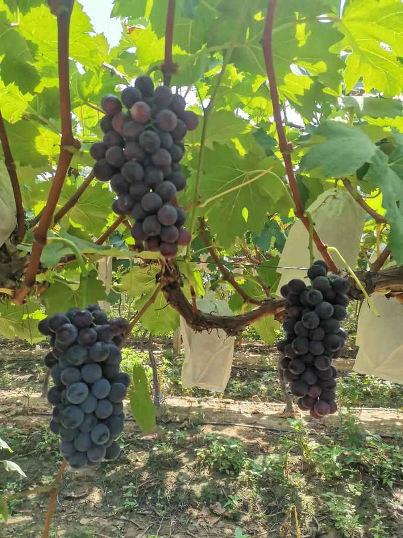 北京夏黑葡萄种植技术要点有哪些？-图3