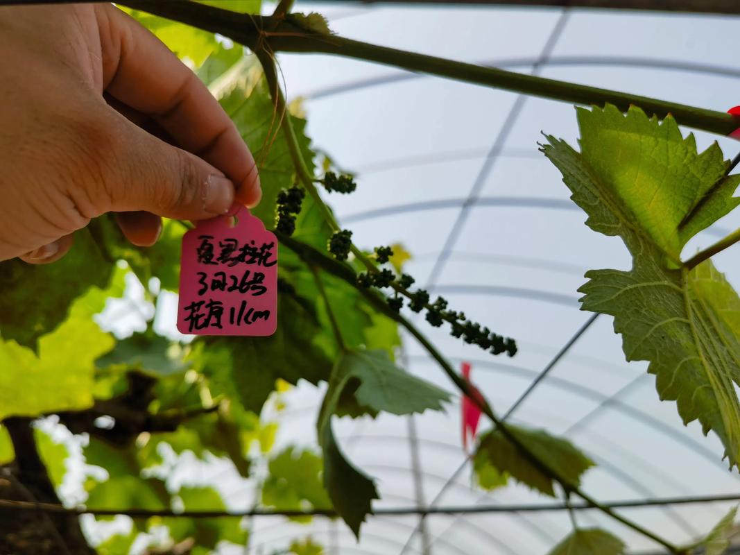 北京夏黑葡萄种植技术要点有哪些？-图2