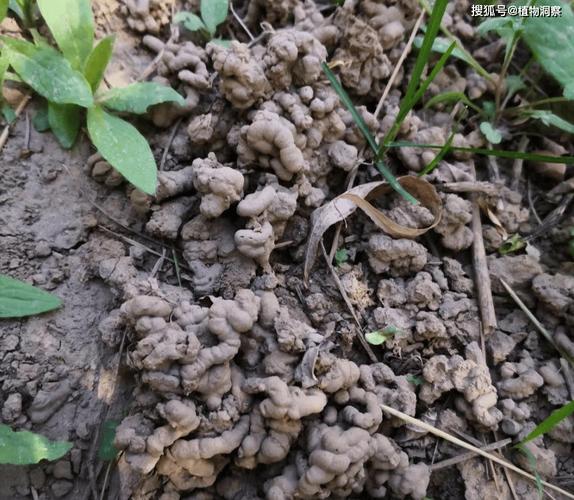 大蚯蚓一斤多少钱？-图1