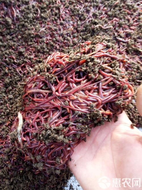 大蚯蚓一斤多少钱？-图2