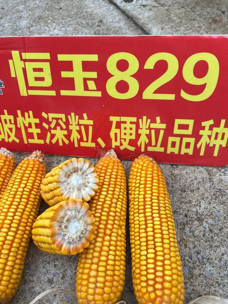 辽宁玉米种子高产品种有哪些推荐？-图1