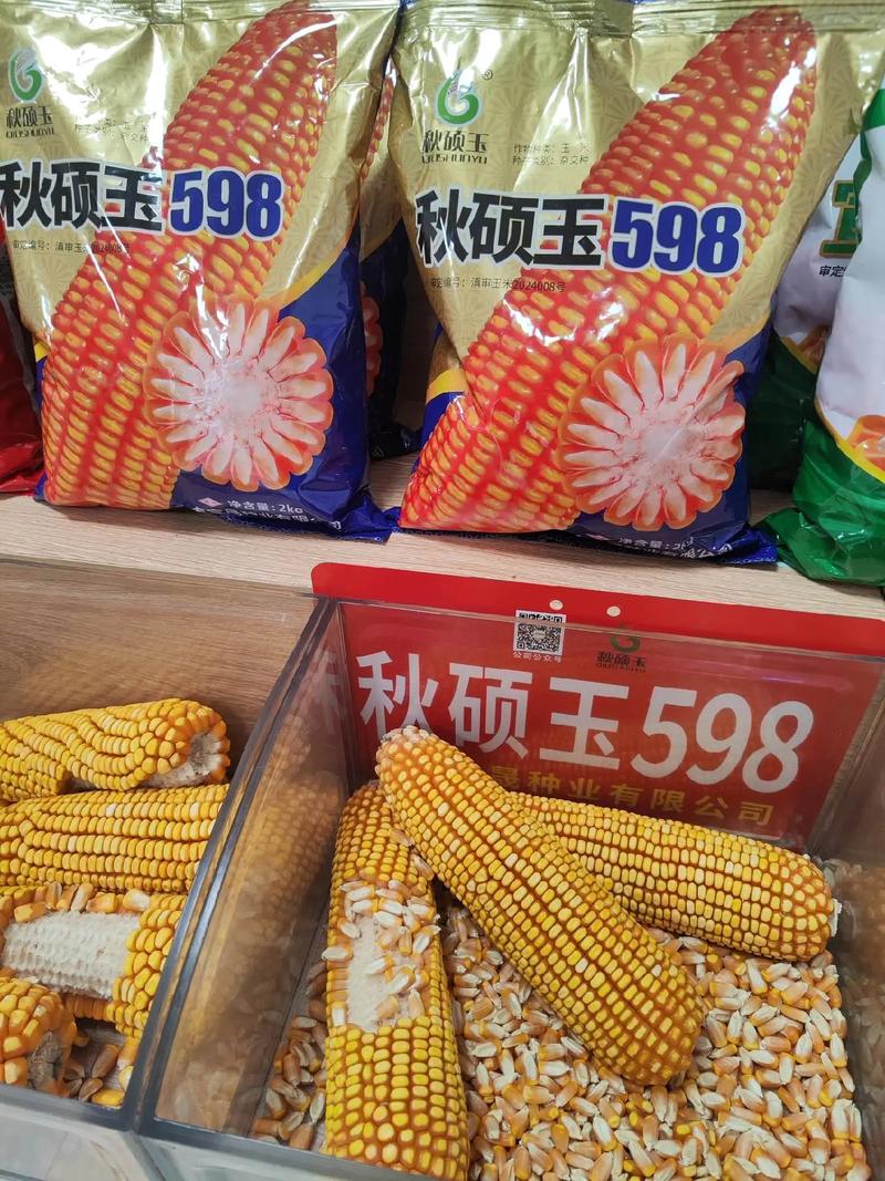 辽宁玉米种子高产品种有哪些推荐？-图2