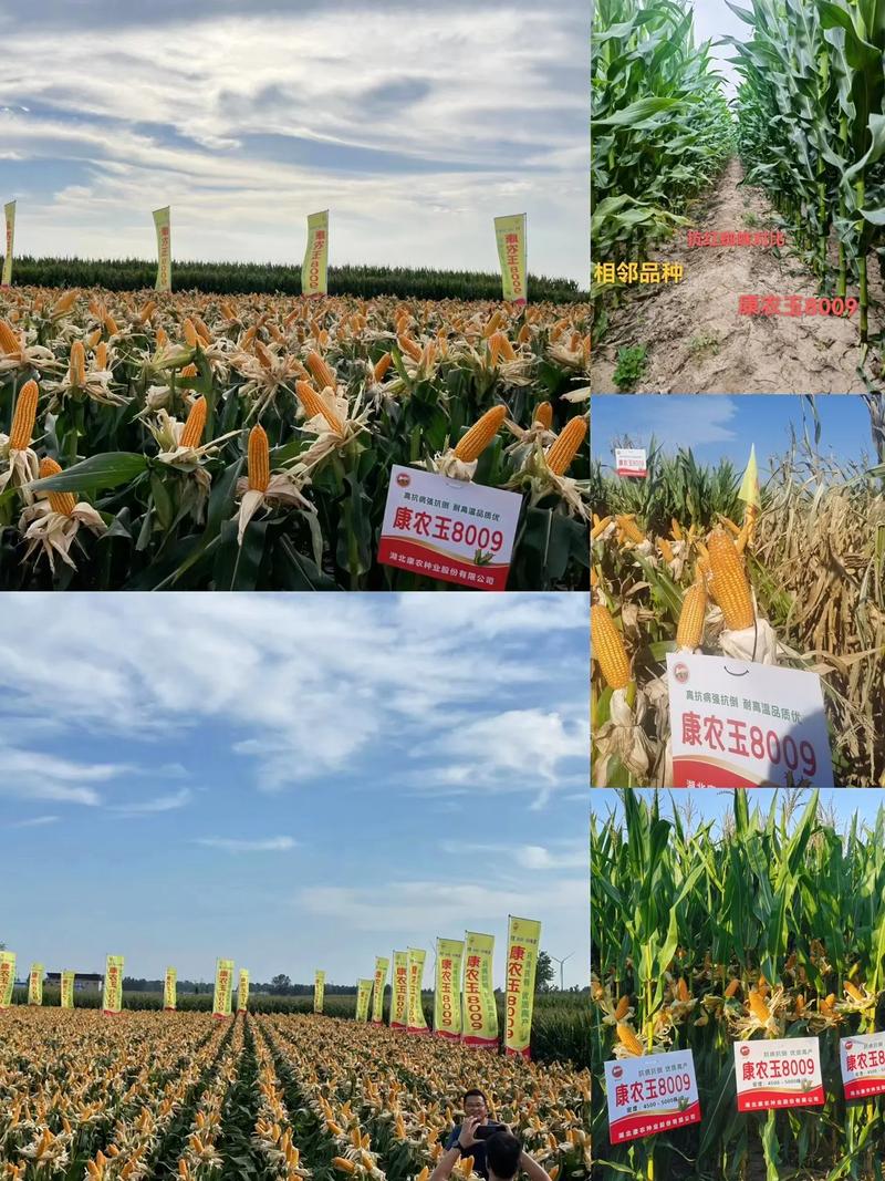 辽宁玉米种子高产品种有哪些推荐？-图3