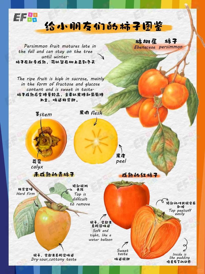 柿子的品种和图片名称-图2