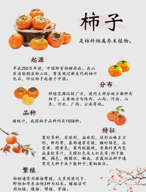 柿子的品种和图片名称-图1