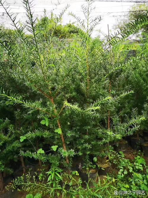 红豆杉哪个品种最珍贵？-图3