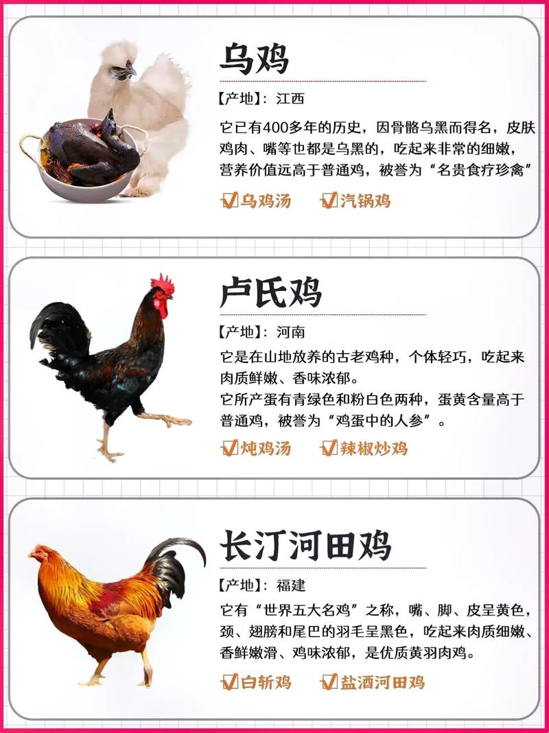 土鸡品种有哪些？看图识鸡全在这！-图3