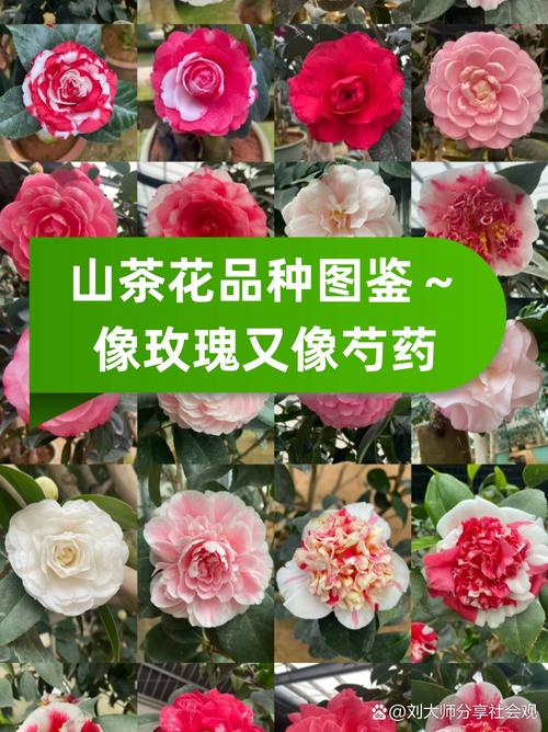 茶花的品种与图片大全-图3