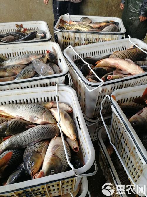 现在鲤鱼批发价格行情如何？-图2