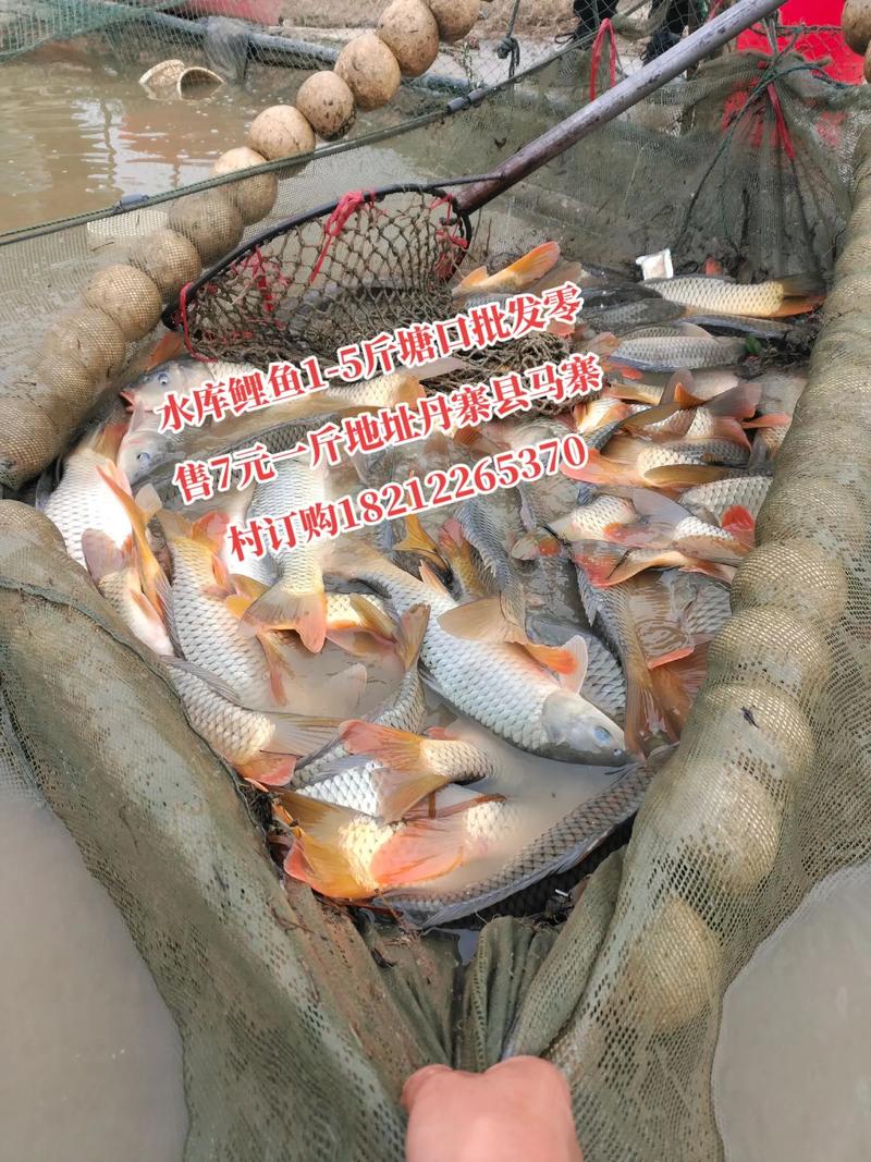 现在鲤鱼批发价格行情如何？-图3