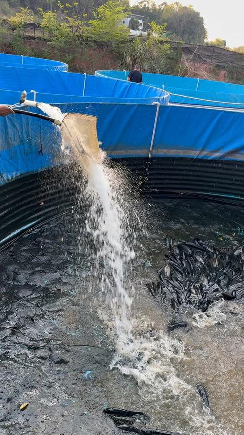 黑鱼养殖技术有哪些关键要点？-图2