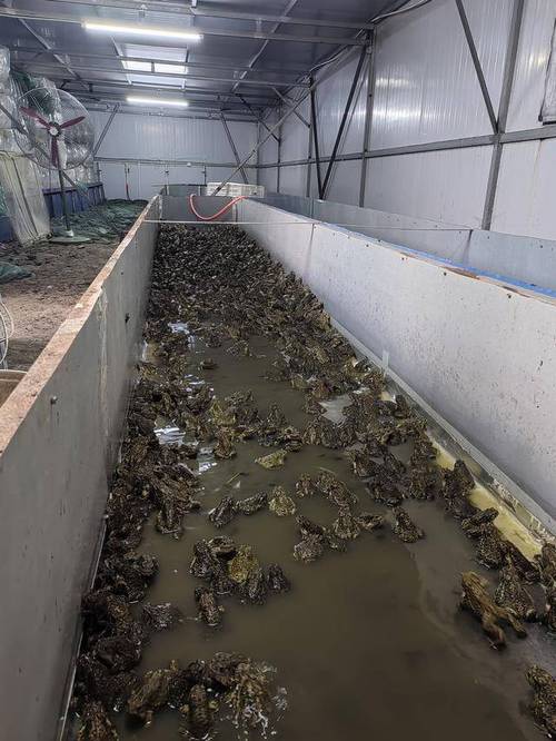 林蛙蝌蚪养殖技术视频,关键步骤有哪些?-图1 林蛙蝌蚪养殖技术视频,关键步骤有哪些?-图1