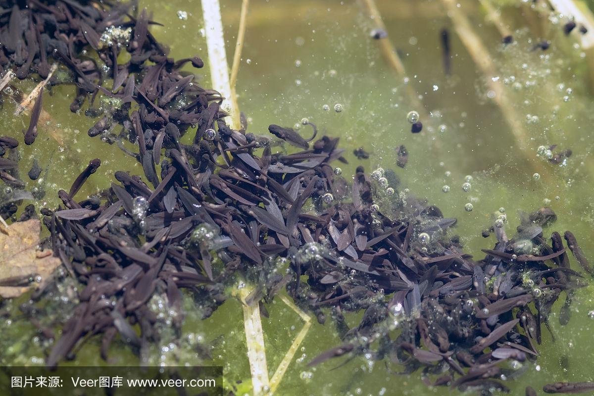 林蛙蝌蚪养殖技术视频,关键步骤有哪些?-图3 林蛙蝌蚪养殖技术视频,关键步骤有哪些?-图3