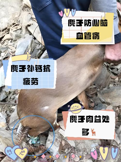 麂子养殖技术视频教程怎么学？-图2