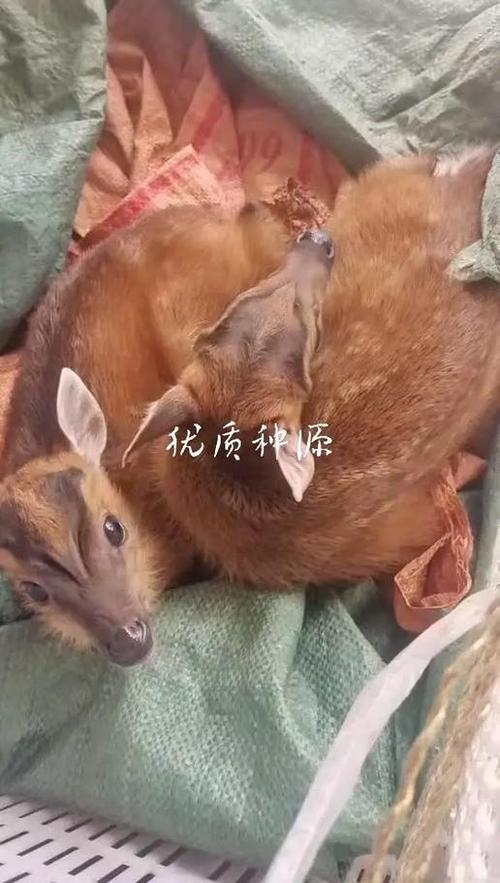 麂子养殖技术视频教程怎么学？-图3