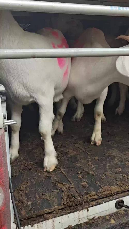 山东郓城养羊最新价格多少?-图2 山东郓城养羊最新价格多少?-图2