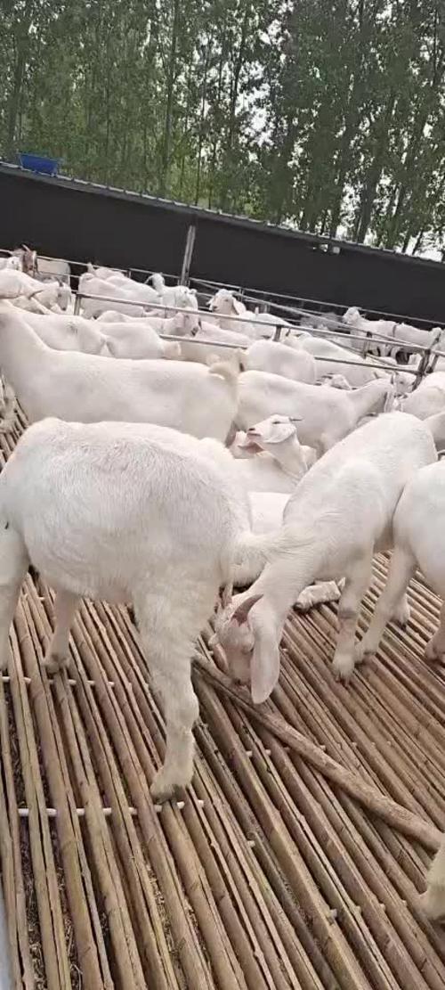 山东郓城养羊最新价格多少?-图1 山东郓城养羊最新价格多少?-图1