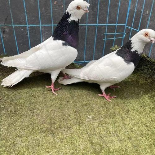 哪种观赏鸽品种颜值最高？-图1