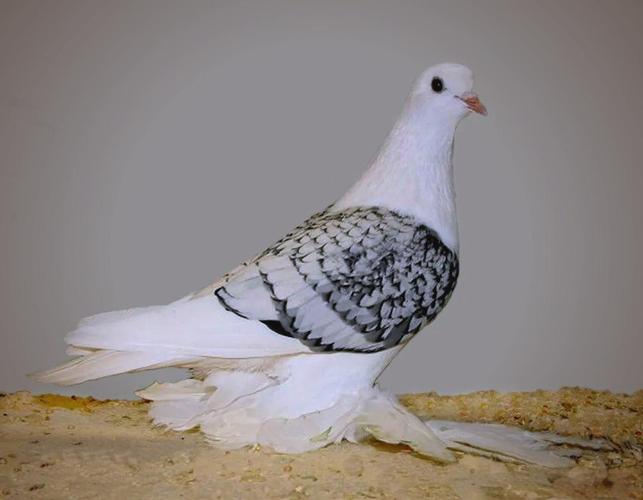 哪种观赏鸽品种颜值最高？-图3