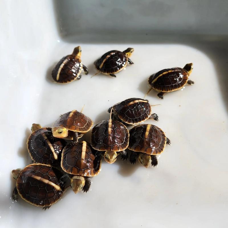 黄缘龟养殖技术视频，新手该怎么学？-图1