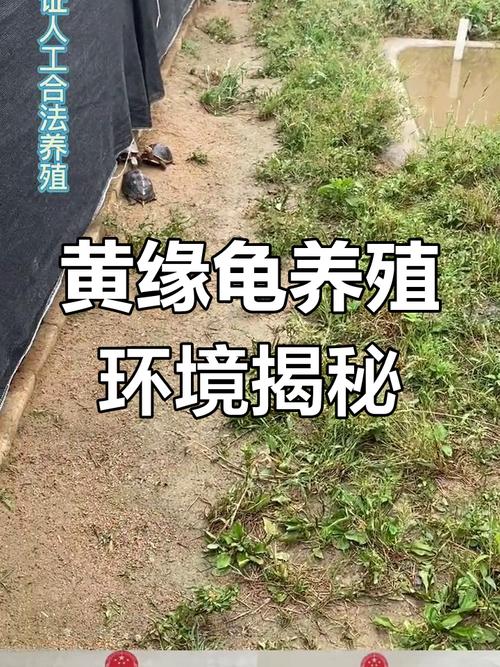 黄缘龟养殖技术视频，新手该怎么学？-图3