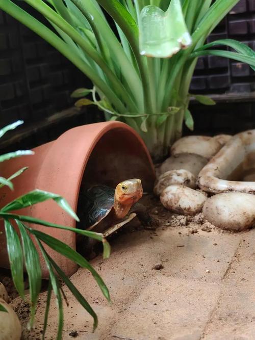 黄缘龟养殖技术视频，新手该怎么学？-图2