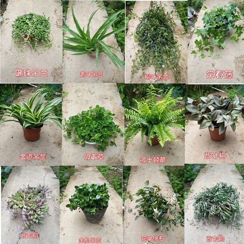 吊兰品种有哪些？附图片吗？-图3