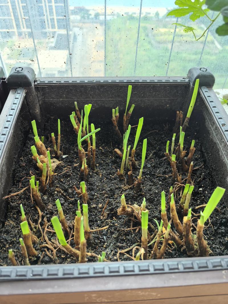 盆栽有机韭菜种植技术-图2