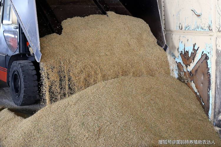 谷糠发酵饲料喂猪技术-图1