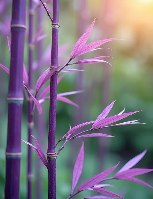 家养竹子品种有哪些？-图1