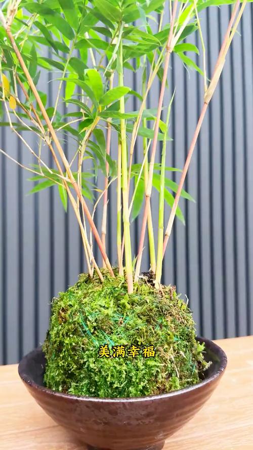 家养竹子品种有哪些？-图2