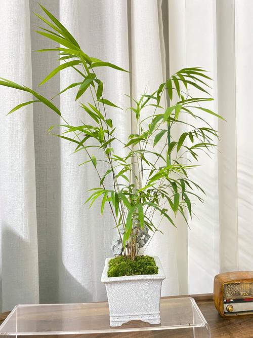 家养竹子品种有哪些？-图3