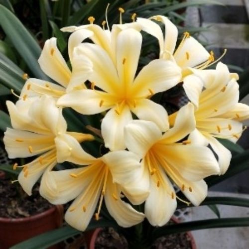 细叶君子兰品种有哪些？-图1