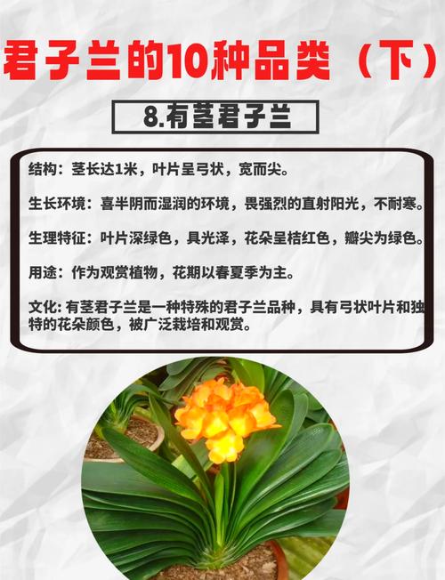细叶君子兰品种有哪些？-图2
