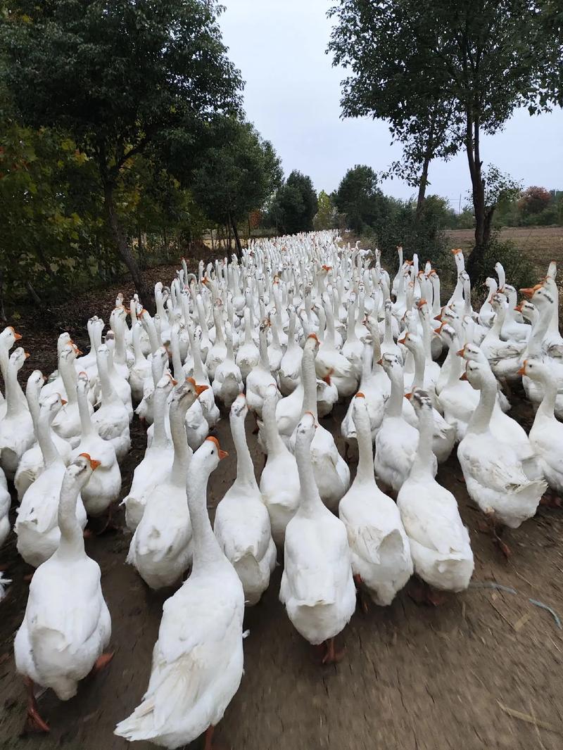皖西白鹅养殖技术视频怎么学？-图1