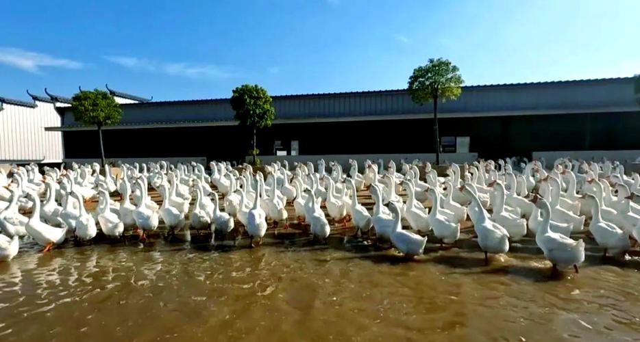 皖西白鹅养殖技术视频怎么学？-图2