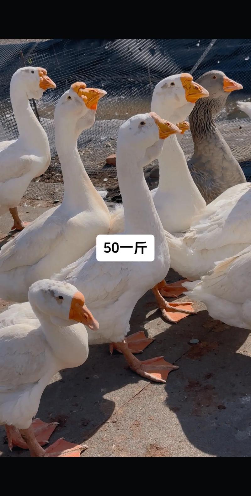 皖西白鹅养殖技术视频怎么学？-图3