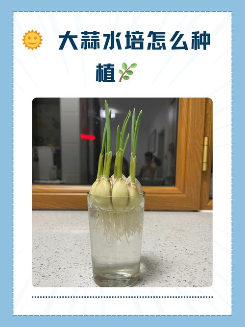 大蒜何时种?技术要点有哪些?-图1 大蒜何时种?技术要点有哪些?-图1