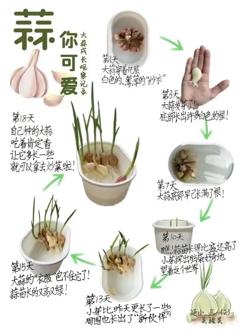 大蒜何时种?技术要点有哪些?-图3 大蒜何时种?技术要点有哪些?-图3