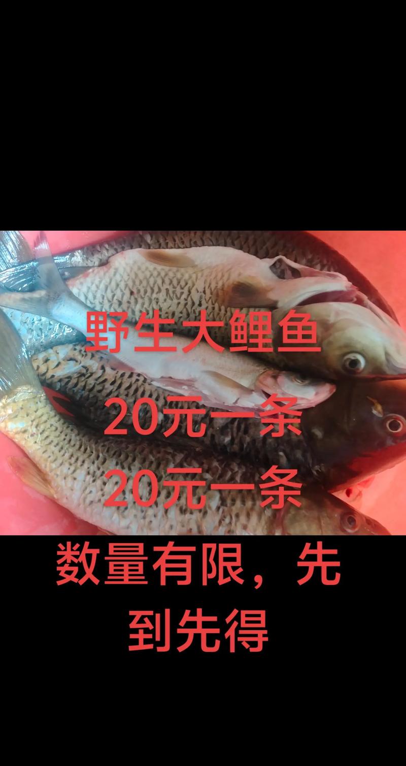 菏泽鲤鱼批发价现在多少?-图1 菏泽鲤鱼批发价现在多少?-图1