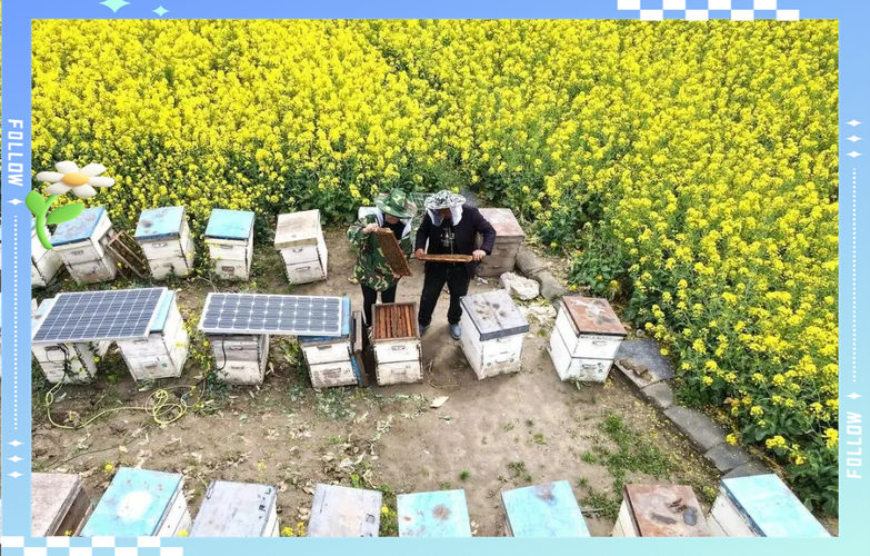 广东中蜂夏季管理有何关键技巧?-图1 广东中蜂夏季管理有何关键技巧?-图1