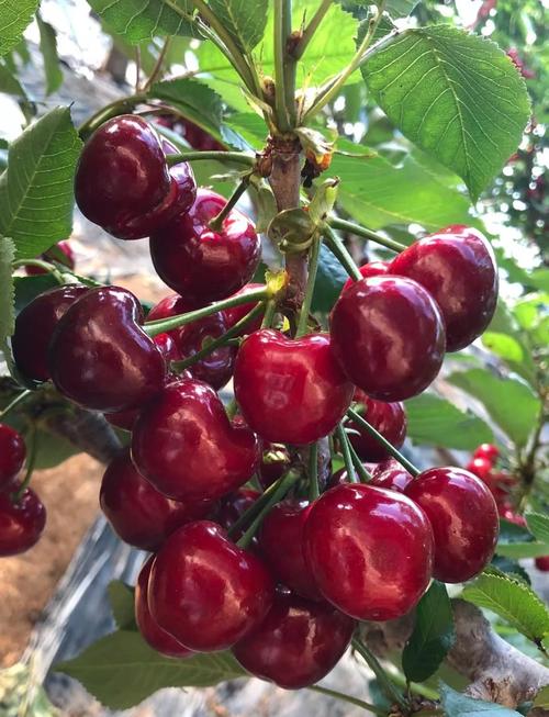 樱桃品种哪家强？-图1