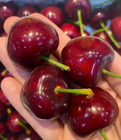 樱桃品种哪家强？-图2