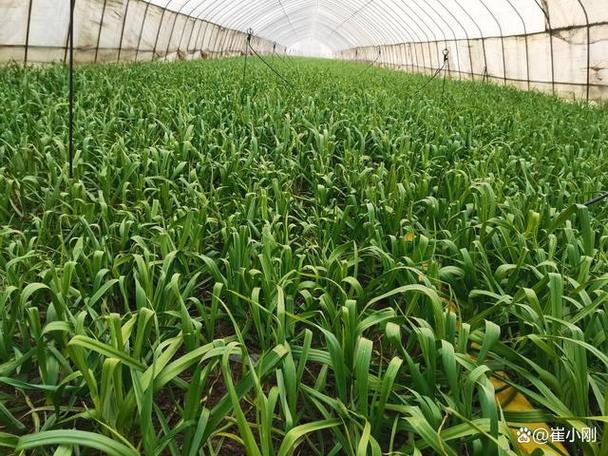 大棚蒜苗高产栽培技术有哪些关键要点？-图1