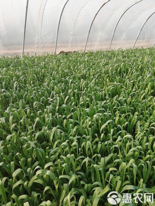 大棚蒜苗高产栽培技术有哪些关键要点？-图2