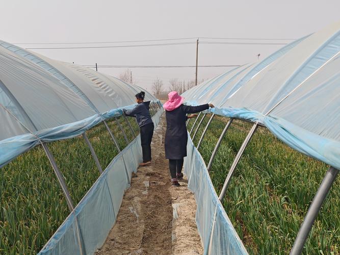 大棚蒜苗高产栽培技术有哪些关键要点？-图3